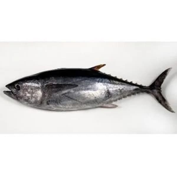 Atún grande (10 kg aprox) - 1 ud - Imagen del producto en Findit