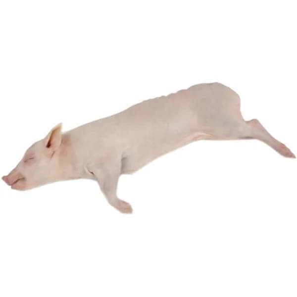 Cochinillo fresco mediano, al peso, compra mínima 3 kg - 1 ud - Imagen del producto en Findit