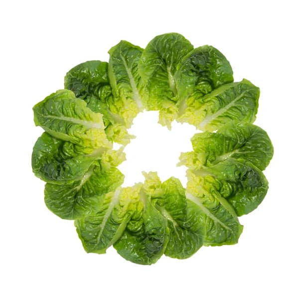 Lechuga romana 1 ud. - 1 ud - Imagen del producto en Findit