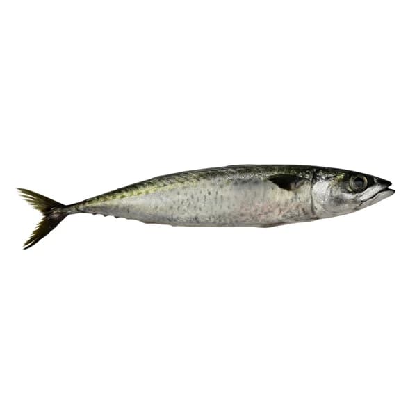 Caballa mostrador - 1 ud - Imagen del producto en Findit