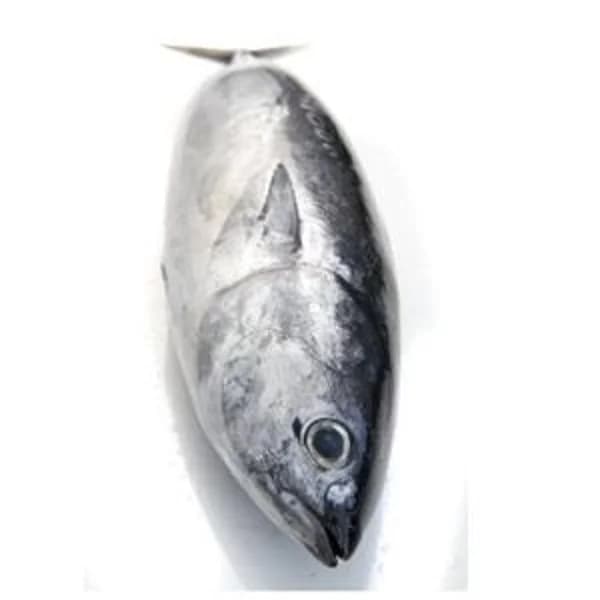 Atún mediano (7 kg inguru) - 1 ud - Imagen del producto en Findit