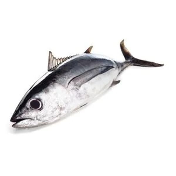 Bonito del norte mediano (6 kg aprox) - 1 ud - Imagen del producto en Findit