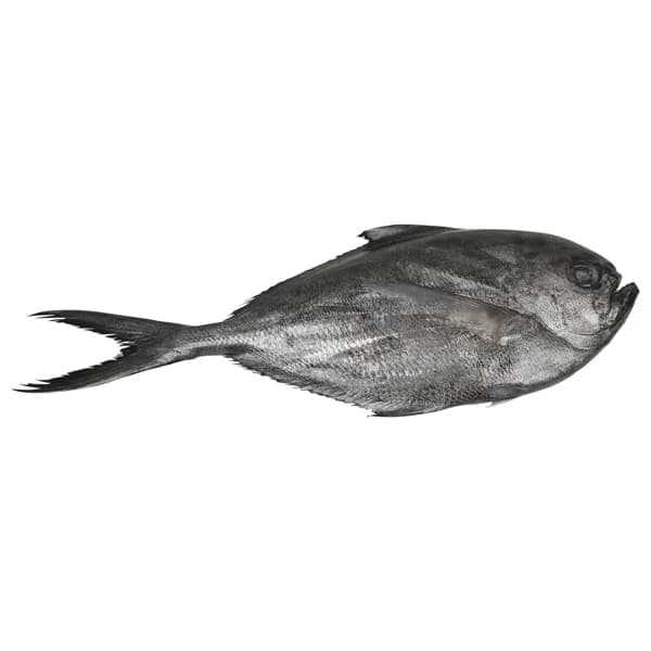 Palometa mostrador - 1 ud - Imagen del producto en Findit