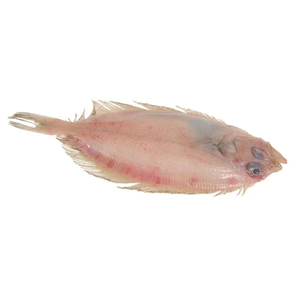 Gallo mostrador - 1 ud - Imagen del producto en Findit