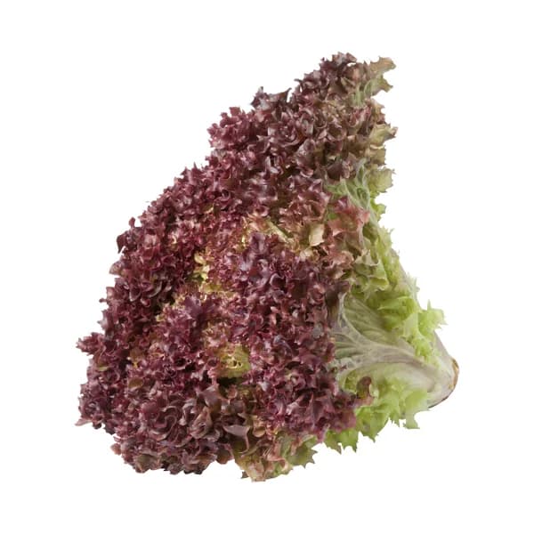 Lechuga lollo rosso 1 Unidad - 0.15 kg - Imagen del producto en Findit