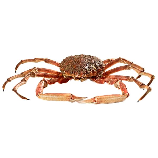 Centollo cocido. - 1 ud - Imagen del producto en Findit