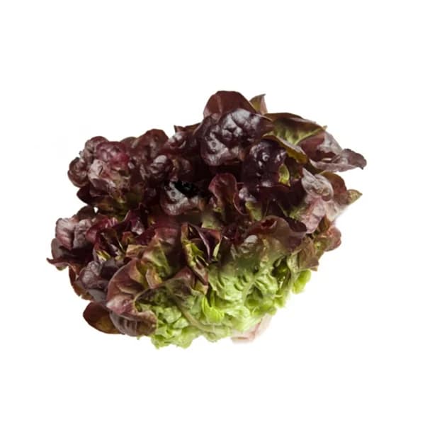 Lechuga hoja de roble verde - 0.15 kg - Imagen del producto en Findit