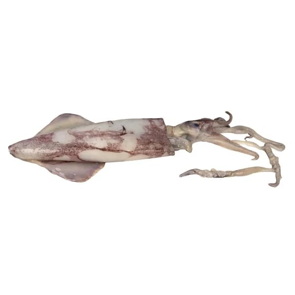 Calamar pequeño - 1 ud - Imagen del producto en Findit