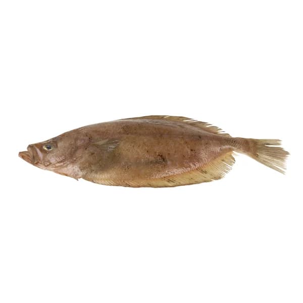 Gallo grande mostrador - 1 ud - Imagen del producto en Findit