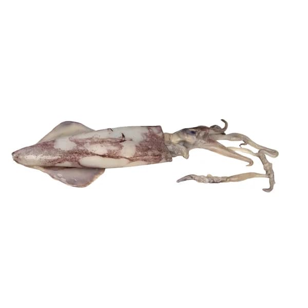 Calamar grande origen Sudáfrica - 1 ud - Imagen del producto en Findit