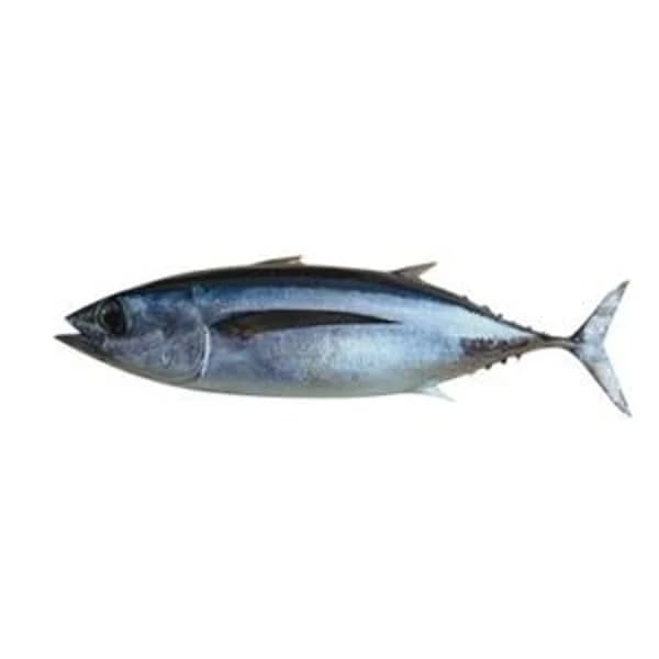 Bonito del norte pequeño (4 kg aprox) - 1 ud - Imagen del producto en Findit